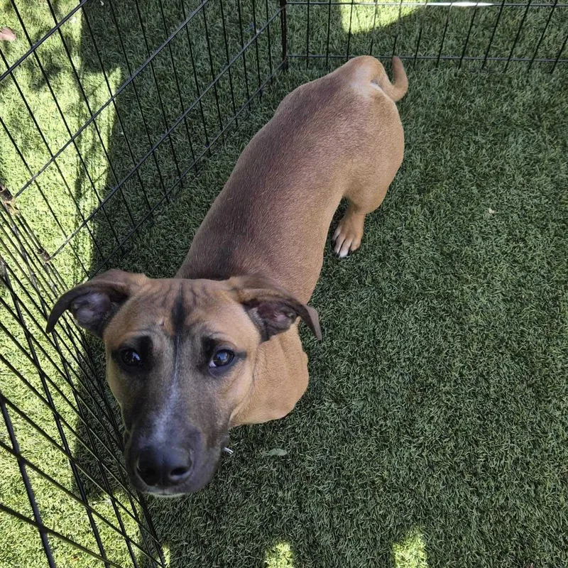 A young medium-sized male Brown / Chocolate Mixed Breed dog named Schnitzel for adoption in San Francisco, CA