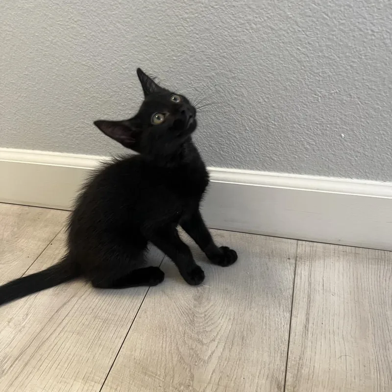 A baby small-sized male Black Domestic Short Hair cat named Chandler Chino Hills for adoption in Chino Hills, CA