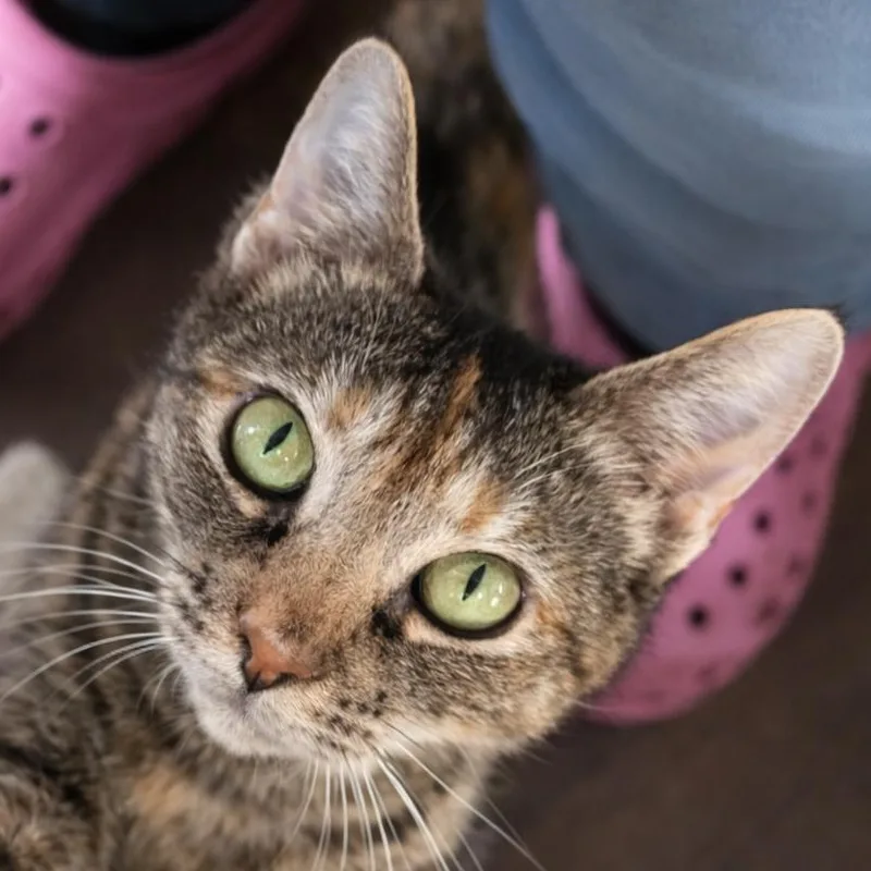 Mama Calypso thumbnail 3