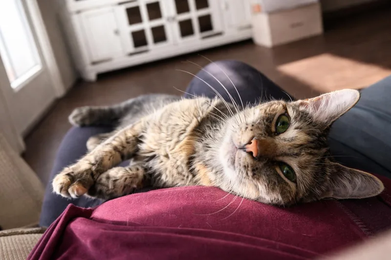 Mama Calypso thumbnail 5