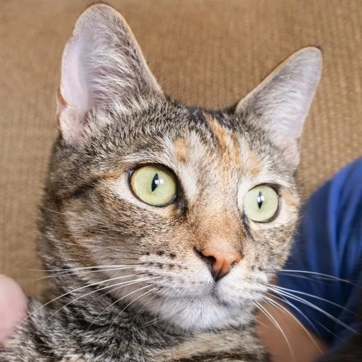 Mama Calypso thumbnail 6