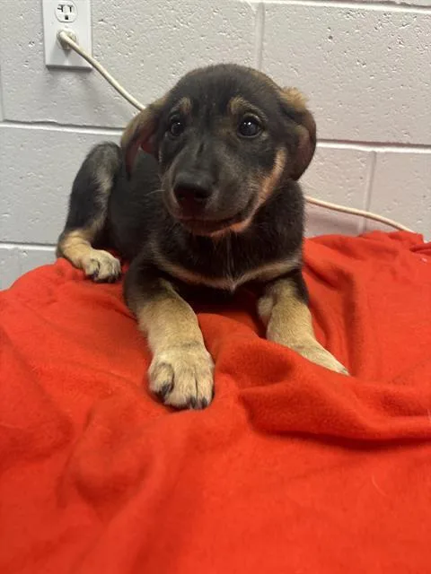 A baby small-sized male Australian Cattle Dog / Blue Heeler dog named Icarus for adoption in Indianapolis, IN