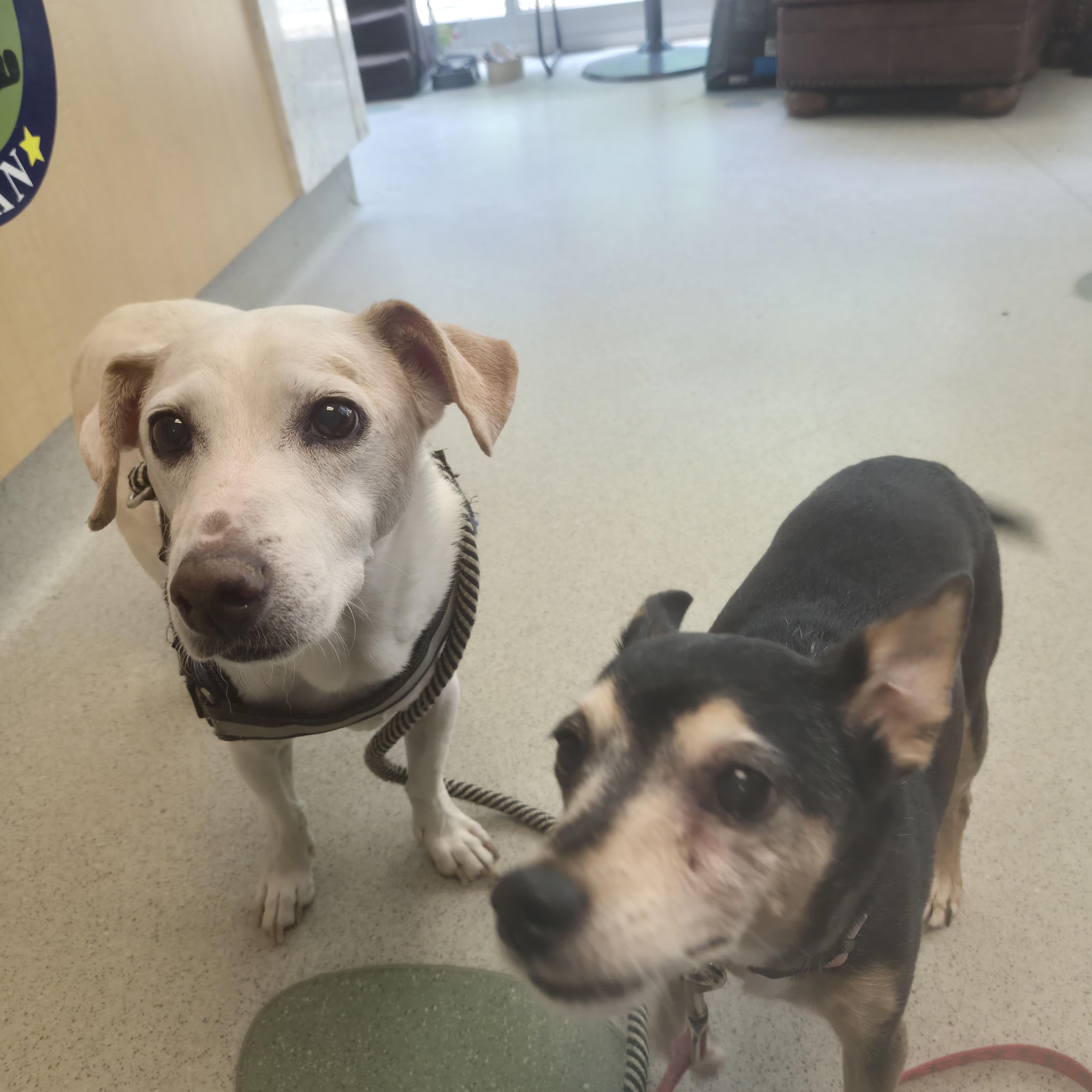 Skipper And Lucy thumbnail 2