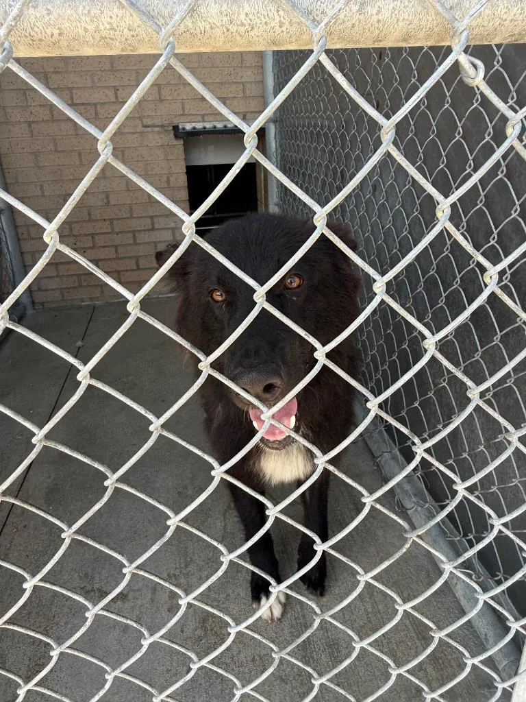 A young large-sized male Mixed Breed dog named Ruckus for adoption in Gallatin, TN