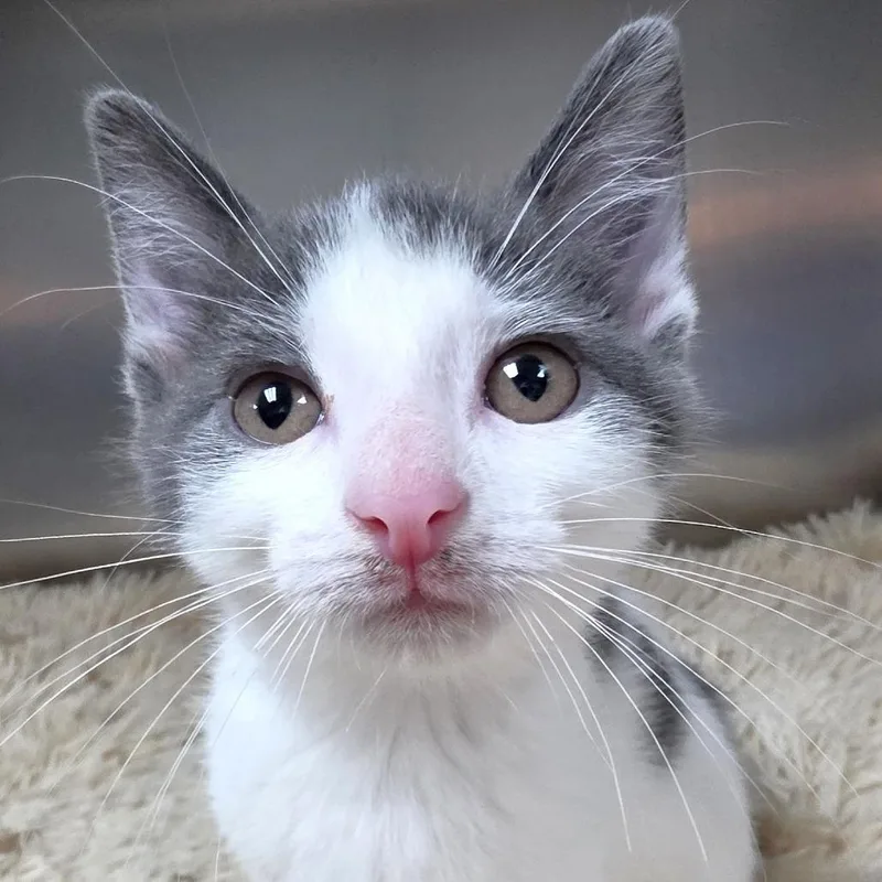 A baby small-sized female White Domestic Short Hair cat named Parsnip for adoption in Michigan City, IN