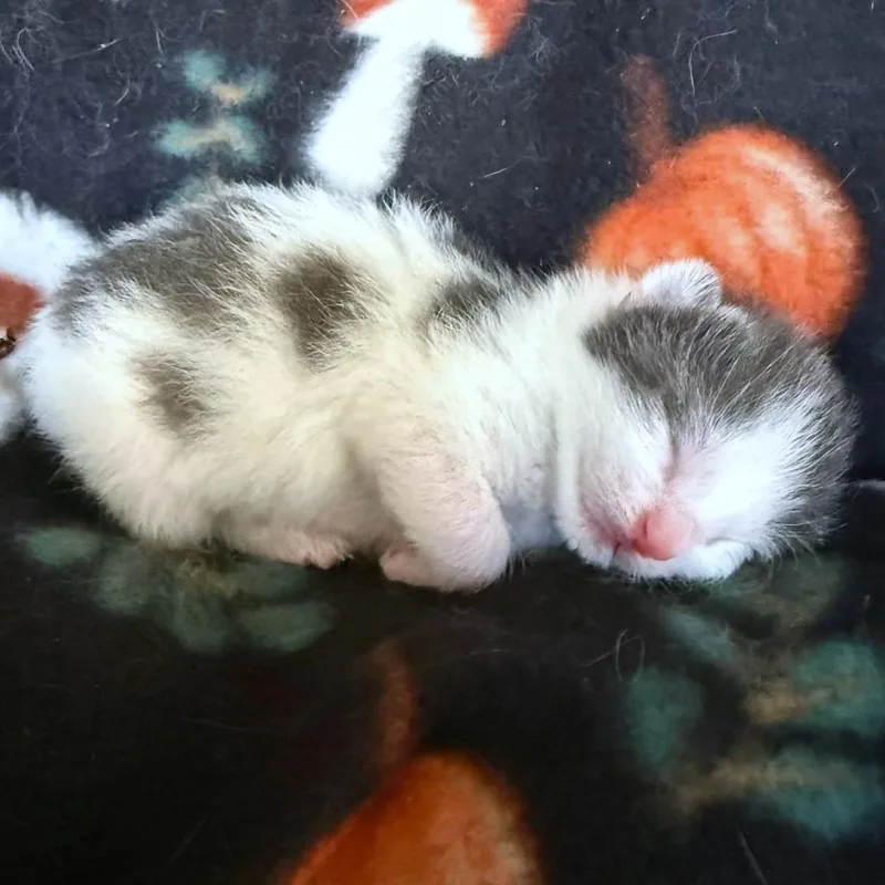 Parsnip thumbnail 3