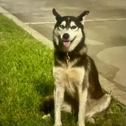 An adult medium-sized male Black Siberian Husky dog named Hercules for adoption in Houston, TX