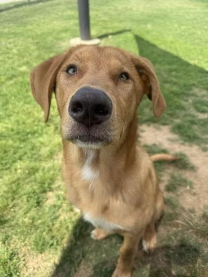 A young medium-sized male Mixed Breed dog named Ivan for adoption in Memphis, TN