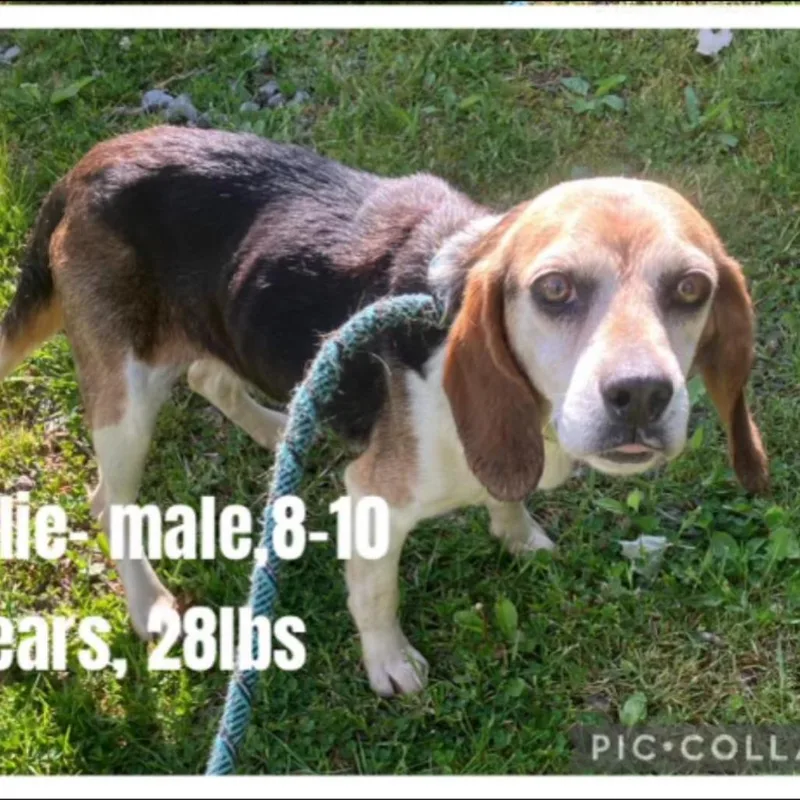 A senior medium-sized male Black Beagle dog named Charlie for adoption in Alexandria, VA