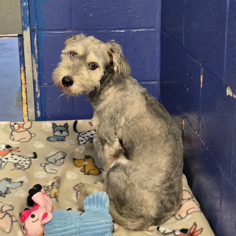An adult medium-sized male Gray / Blue / Silver Norfolk Terrier dog named Ct Easton for adoption in Stormville, NY