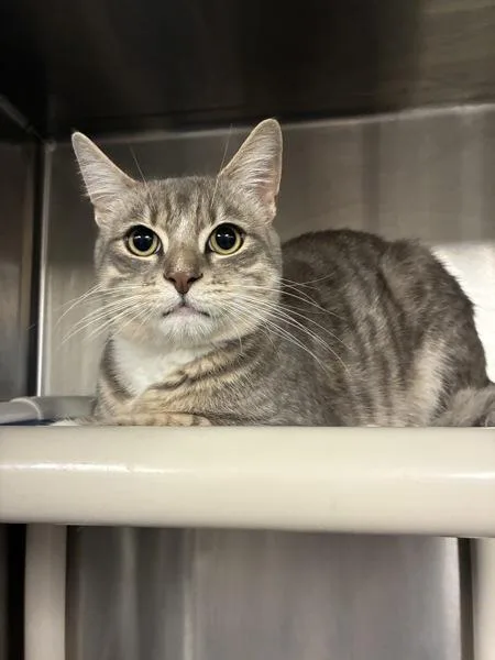 An adult small-sized male Domestic Short Hair cat named Movin Maraca for adoption in Richmond, VA