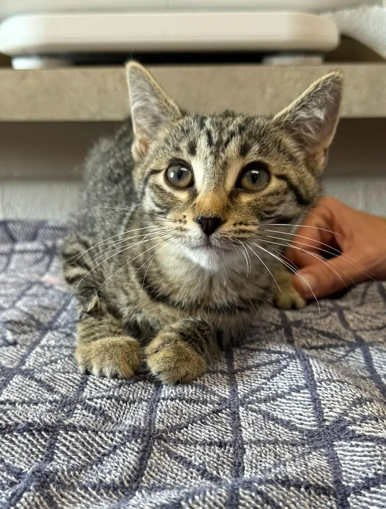 A baby medium-sized female Domestic Short Hair cat named Harmonica for adoption in Marion, OH