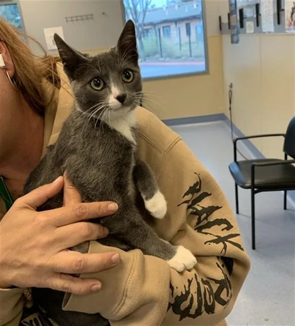 A young medium-sized male Domestic Short Hair cat named Reginald for adoption in San Jose, CA