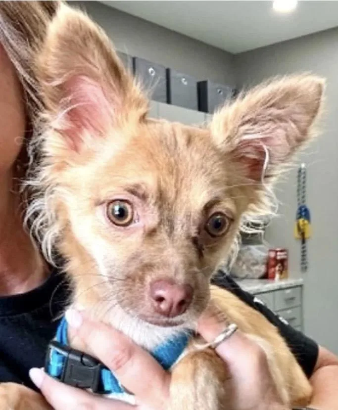 A baby small-sized male Yellow / Tan / Blond / Fawn Chihuahua dog named Archie for adoption in Westfield, NY