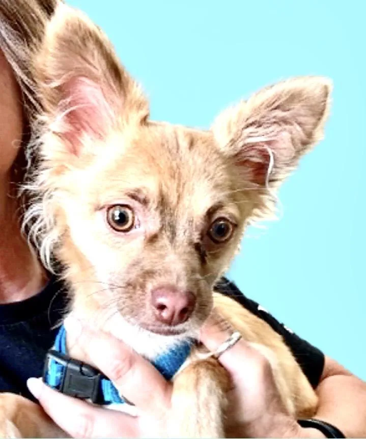 Archie thumbnail 2
