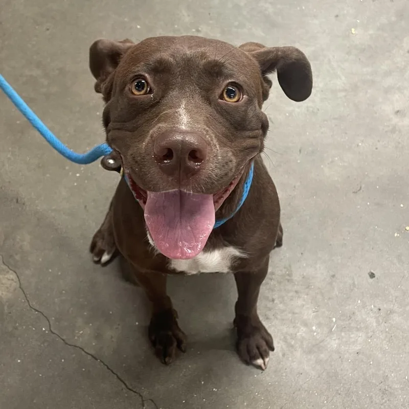 A young medium-sized female Brown / Chocolate Terrier dog named Amy for adoption in Tampa, FL