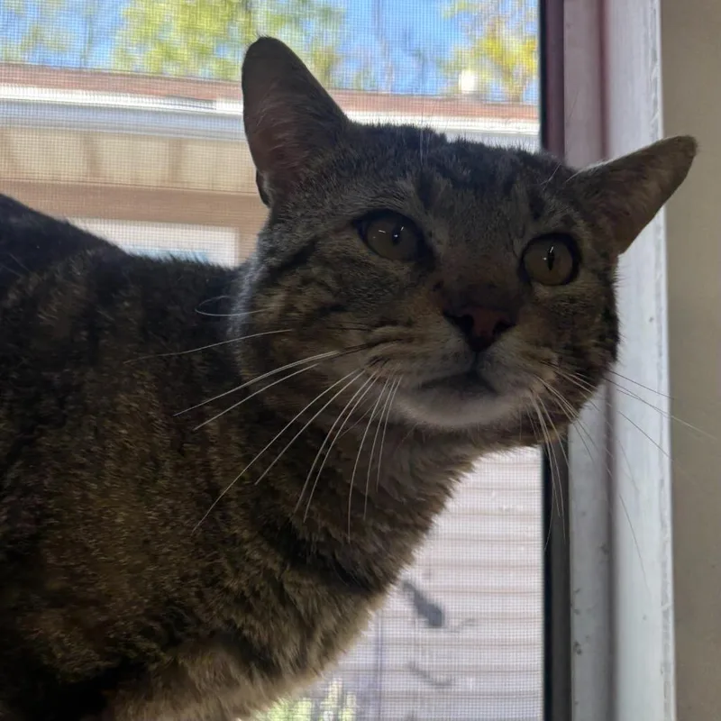 A young large-sized male Domestic Short Hair cat named Quincy for adoption in Ewing, NJ