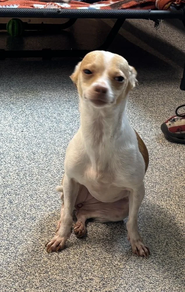 An adult small-sized female Chihuahua dog named Sunshine for adoption in Bartlesville, OK