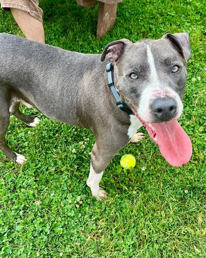 An adult large-sized male Gray / Blue / Silver Pit Bull Terrier dog named Tango for adoption in Warren, OH