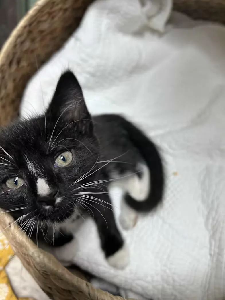 A baby medium-sized male Black & White / Tuxedo Domestic Short Hair cat named Bok Choy for adoption in Greensboro, NC