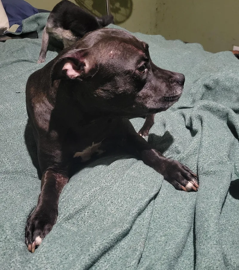 Mushbean thumbnail 2