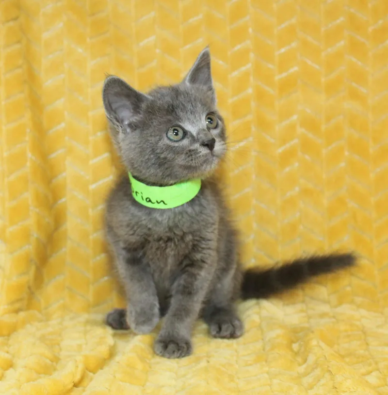 A baby medium-sized male Gray / Blue / Silver Domestic Short Hair cat named Brian for adoption in Prattville, AL