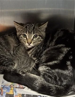 A baby small-sized female Domestic Short Hair cat named French Fries for adoption in Los Angeles, CA