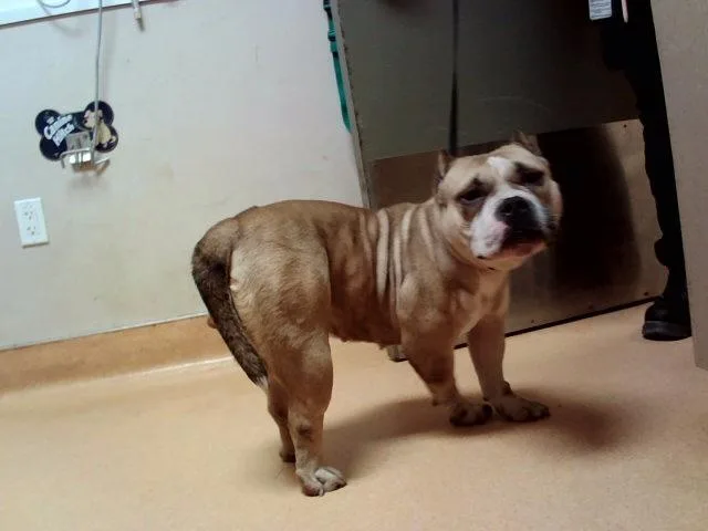 An adult medium-sized female Staffordshire Bull Terrier dog named Piglet for adoption in Martinez, CA