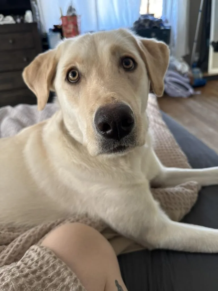 An adult large-sized female Yellow / Tan / Blond / Fawn Labrador Retriever dog named Izzy for adoption in Warrington, PA