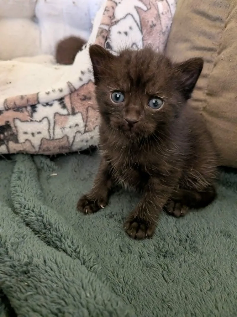 A baby medium-sized male Black American Shorthair cat named Harvest for adoption in Wadsworth, IL