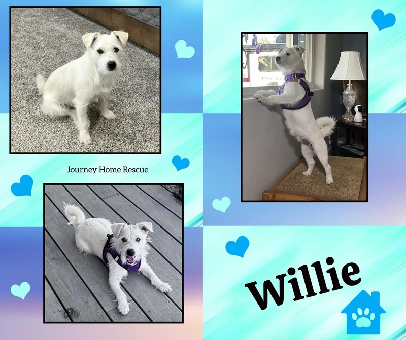 An adult small-sized male White / Cream West Highland White Terrier / Westie dog named Willie for adoption in East Wenatchee, WA