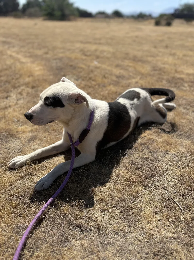 Maisy thumbnail 2