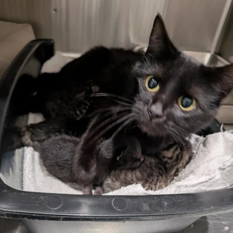 A young medium-sized female Black Domestic Short Hair cat named Flora for adoption in Smithville, TN