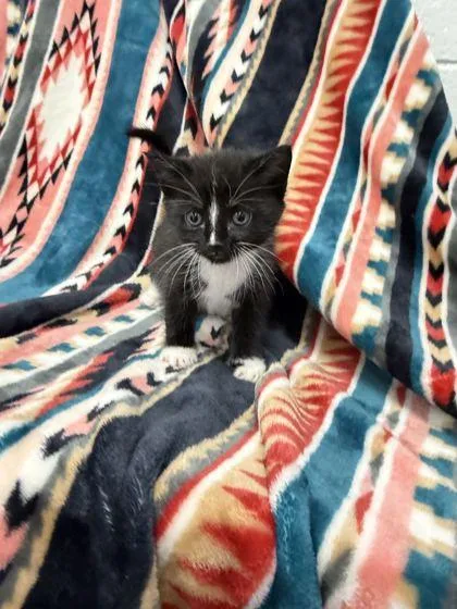 Jelly Belly Baby Boy