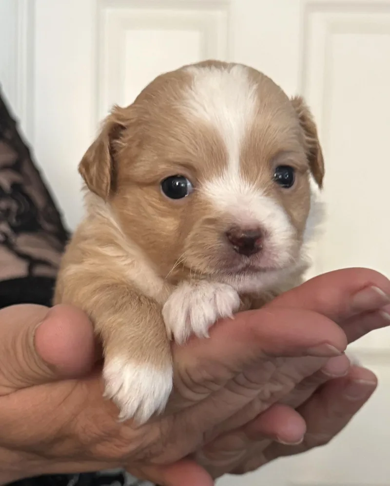 A baby small-sized female Apricot / Beige Chihuahua dog named Curly Sue for adoption in Santa Maria, CA