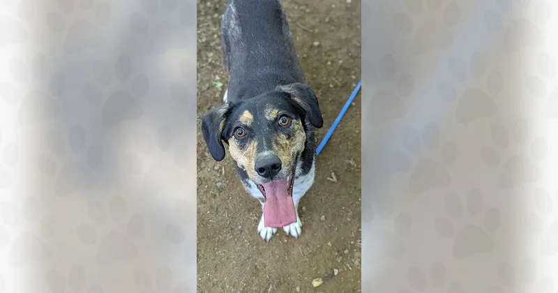 An adult medium-sized female Mixed Breed dog named Pecan for adoption in Weaverville, NC