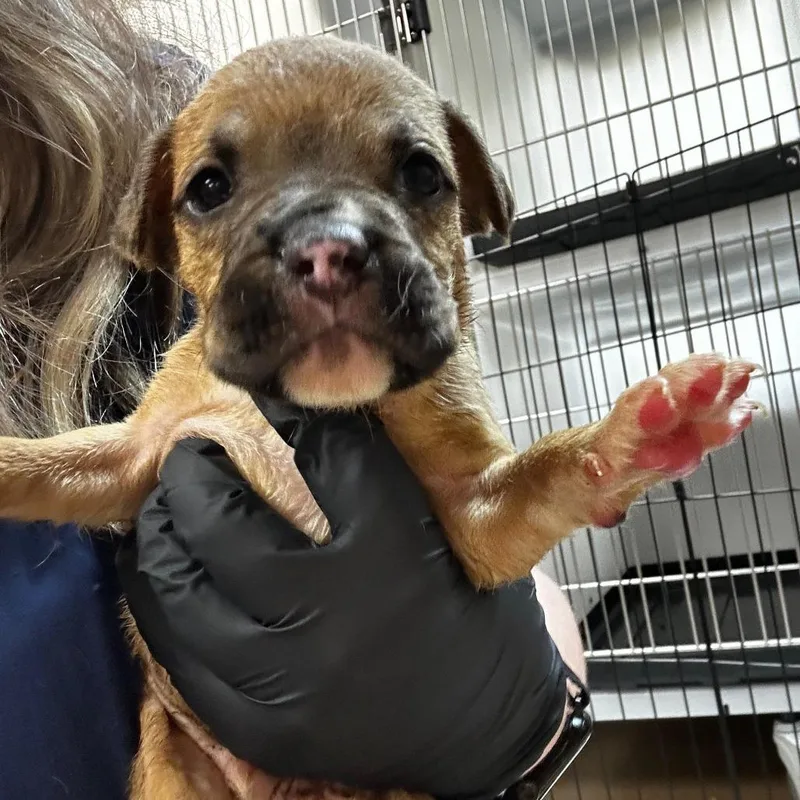 A baby medium-sized male Brown / Chocolate Mixed Breed dog named Colorado for adoption in Gadsden, AL