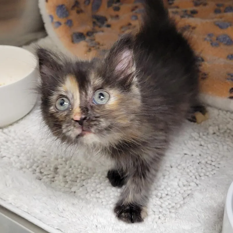 A baby small-sized female Domestic Short Hair cat named Kiki for adoption in Cumming, GA