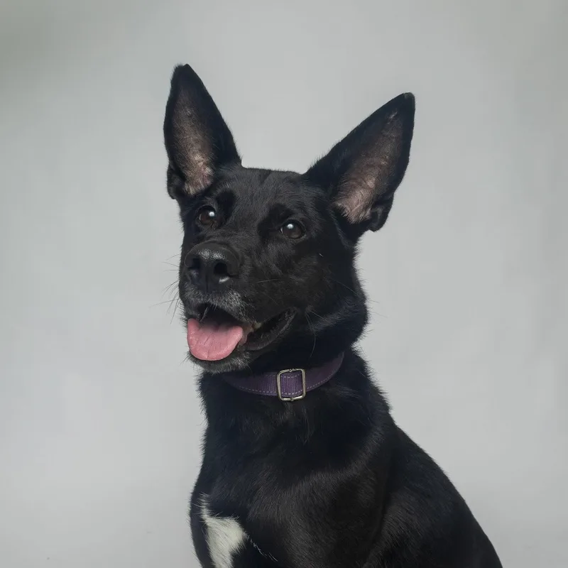 A young medium-sized female Black German Shepherd Dog dog named Gypsy for adoption in Boyne City, MI