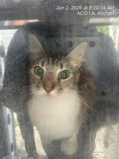 A young medium-sized female Domestic Medium Hair cat named Reagan for adoption in Naples, FL