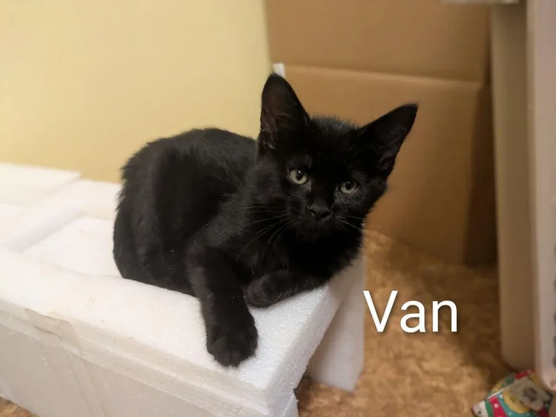 A baby small-sized male Black Domestic Short Hair cat named Van for adoption in Vancouver, WA