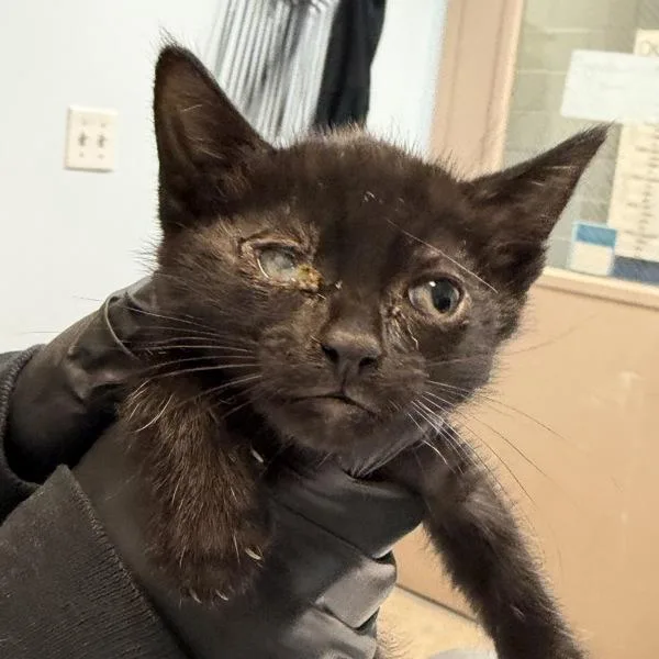 A baby small-sized female Domestic Short Hair cat named Acai for adoption in El Cajon, CA