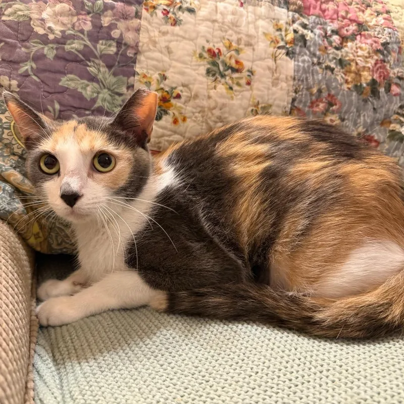 An adult medium-sized female Calico Domestic Short Hair cat named Daisy for adoption in Flower Mound, TX