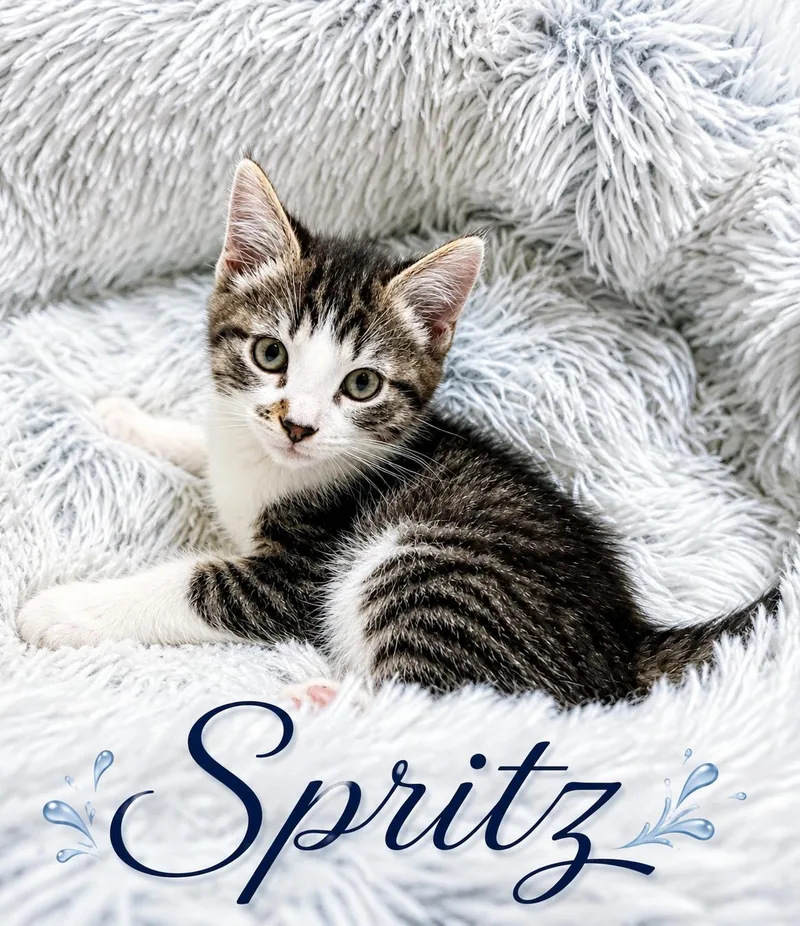 Spritz