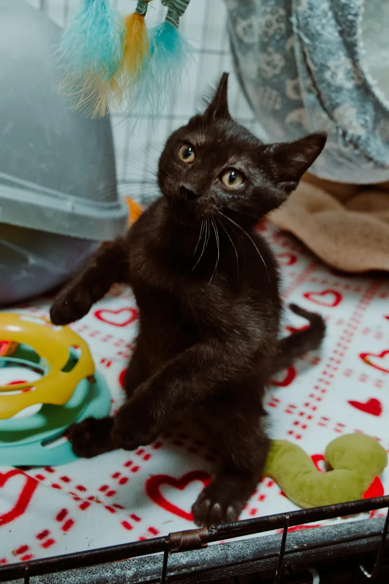 A baby medium-sized male Domestic Short Hair cat named O'Henry for adoption in Le Mars, IA