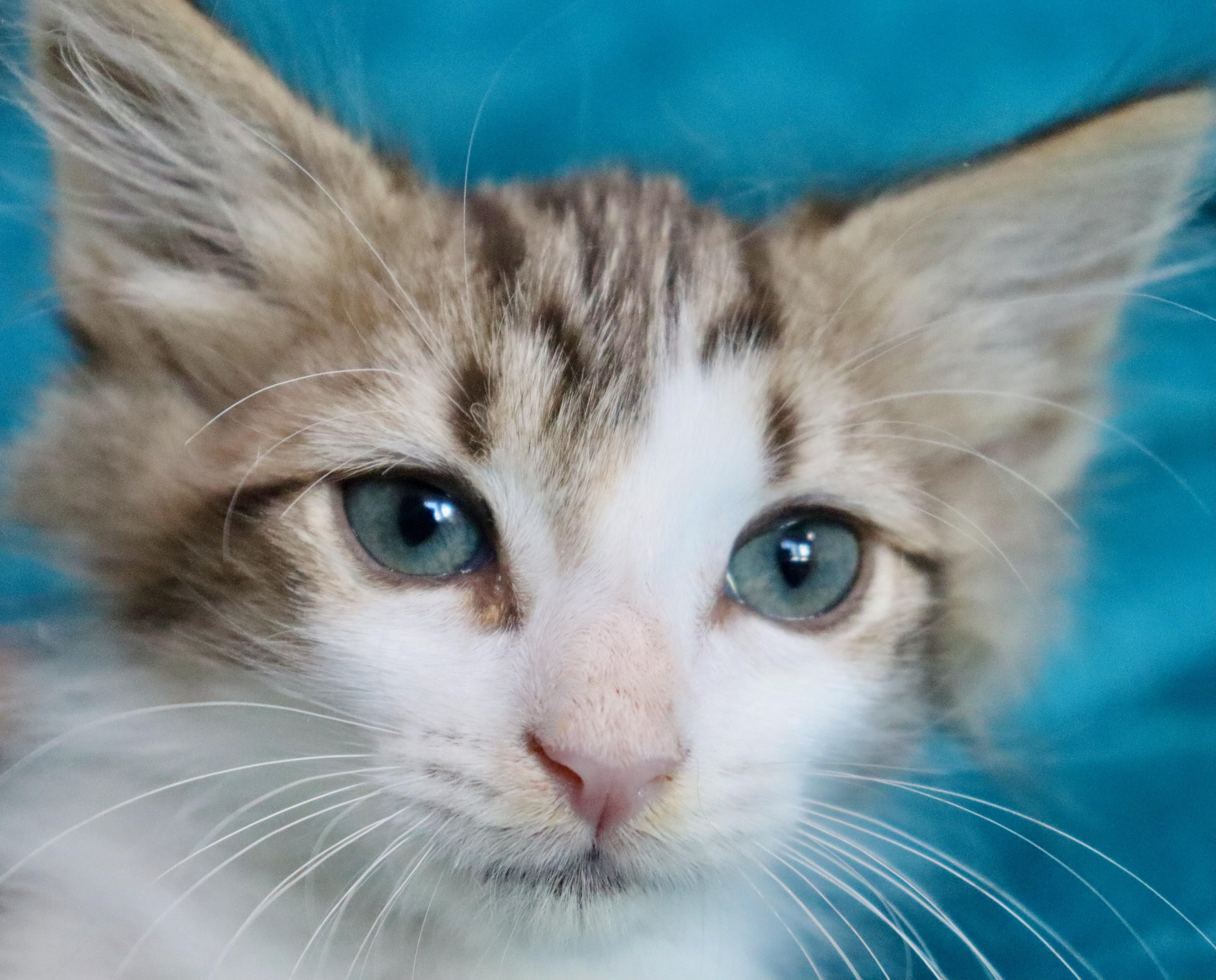 A baby medium-sized male Tabby (Brown / Chocolate) Turkish Angora cat named Hershey for adoption in Saint Augustine, FL
