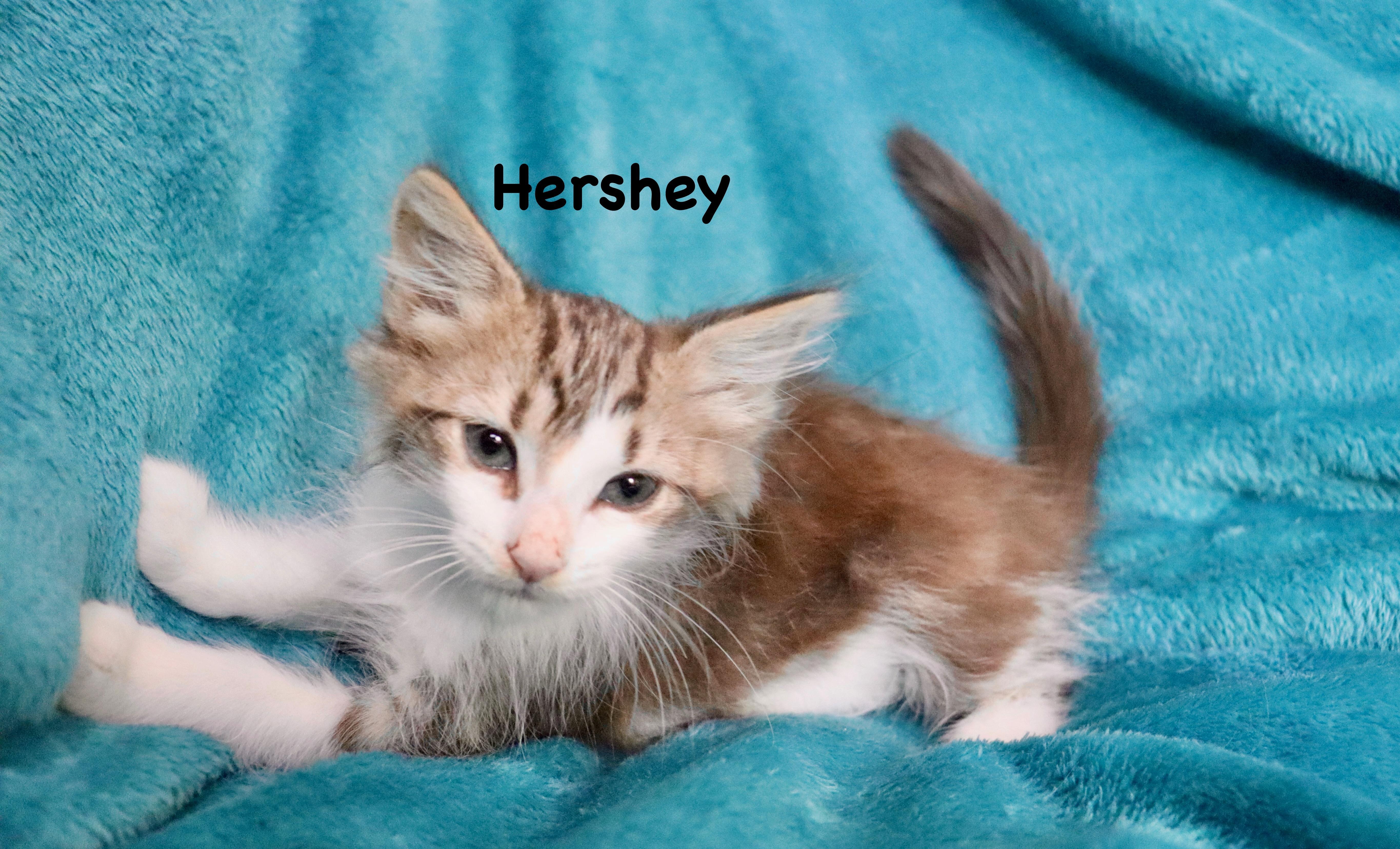 Hershey thumbnail 3