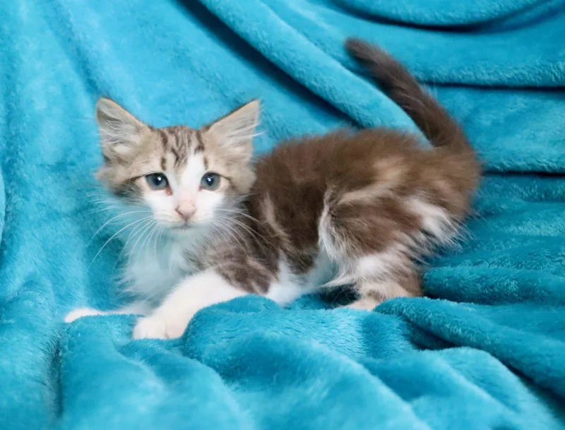 Hershey thumbnail 4