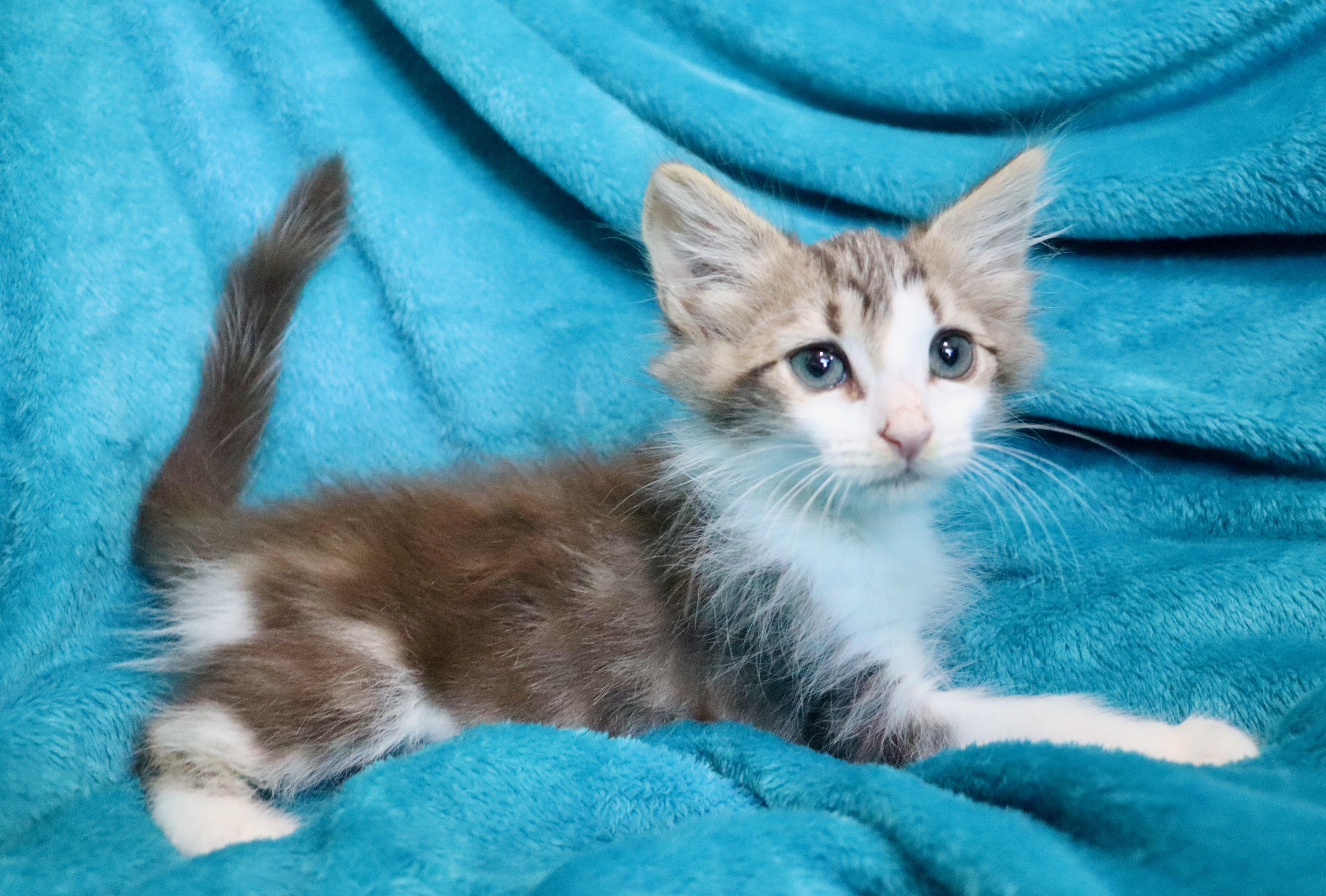 Hershey thumbnail 5