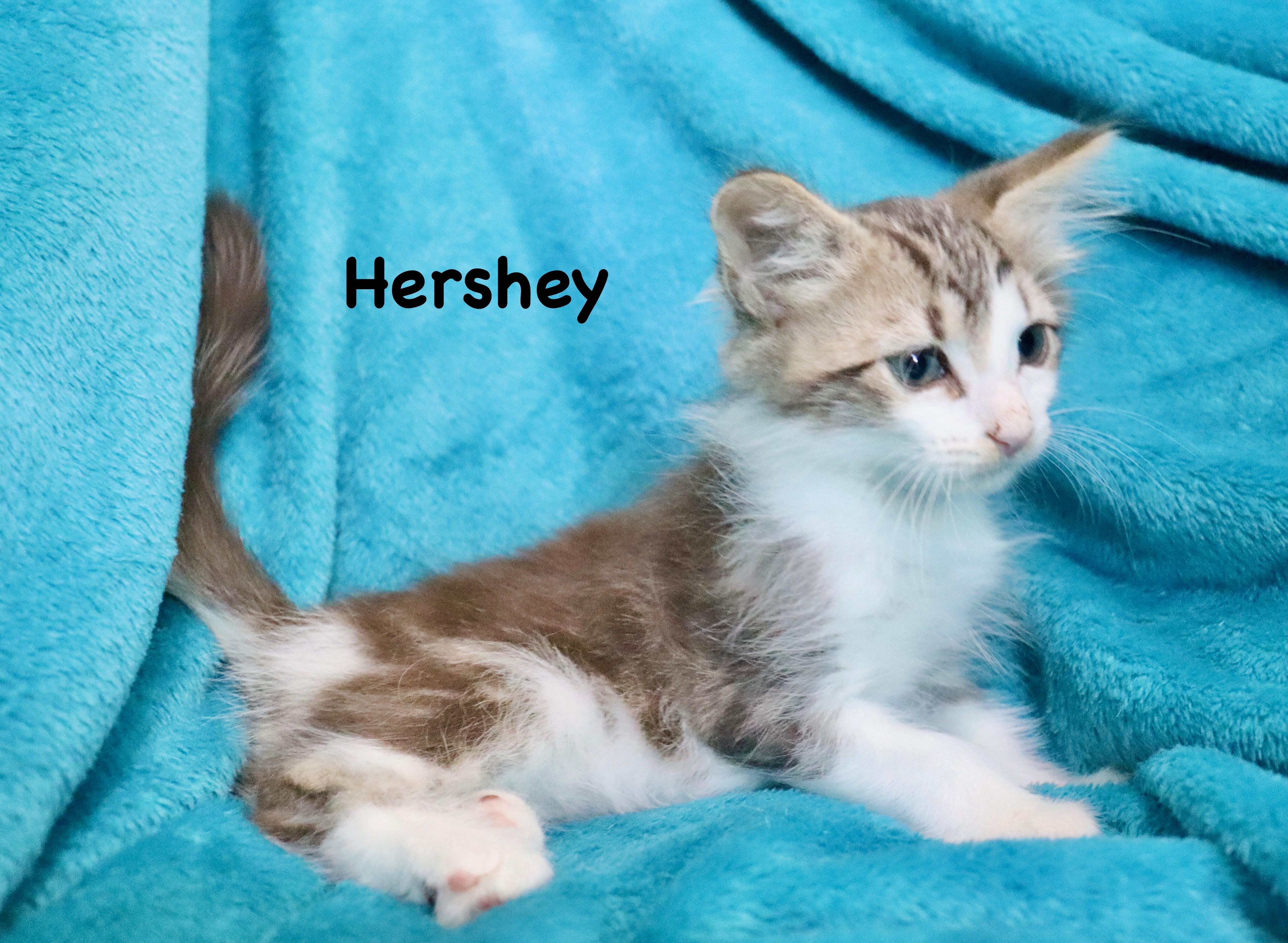 Hershey thumbnail 6